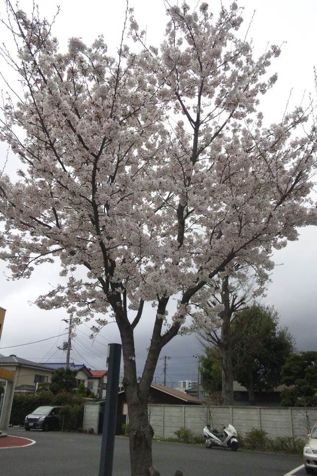 『桜』